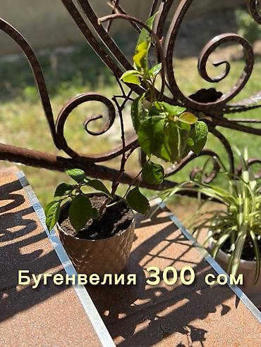 цветы разные: Комнатные растения в горшках. 1) Вариегатная монстера — 4