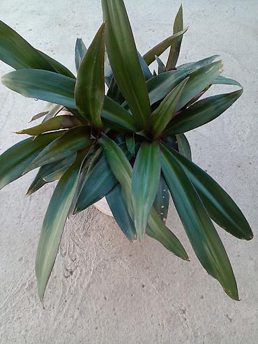 фарель ош: Растение комнатное “Рео багровое” (Tradescantia spathacea, синоним — 4