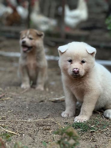 ən gozəl it adları: Cins:Akita uni (şirin, toppuş, orta-böyük ölçü qrupuna aid) Rənglər — 8