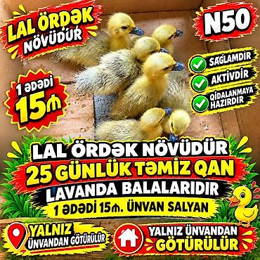 cücə satışı 2021: Məhsul: Lal ördək növü – 25 günlük, təmiz qan “Lavanda” balaları — 1