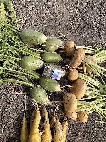цены на мясо: В продаже оптом 
Морковь 
Редька длинная 
Репа желтая 
Копаем скоро — 3