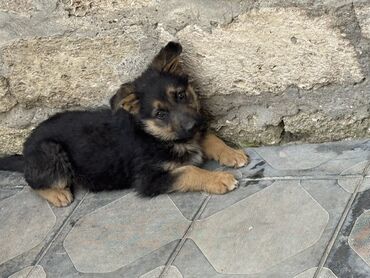 İtlər: Alman çoban iti, 2 ay, Erkek