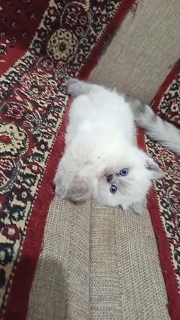 Кошки: Шотландская длинношерстная — 6