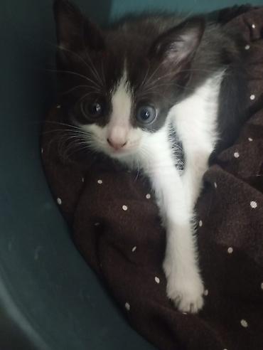 щенка шпиц: Котёнок, окрас черно-белый (tuxedo). Большие выразительные глаза — 5