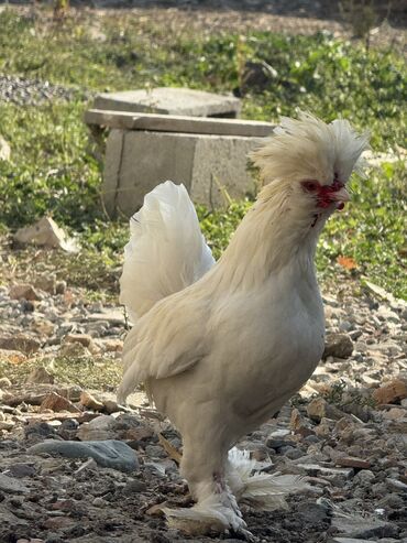 бройлеры оптом: Продам декоративных султанок