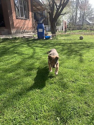 Продажа собак: Лайка, 3 месяца, Самец — 23