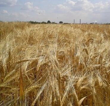уголь кара кече отборный: Семена: Ячмень