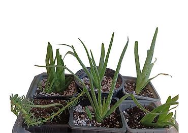 prodaja velikog sobnog cveca: Aloe vera – mlade biljke u saksijama, 5 biljaka - Višegodišnja — 2