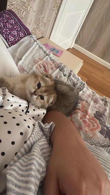 Кошки: Золотая шиншилла, Самец, В добрые руки, Самовывоз — 2