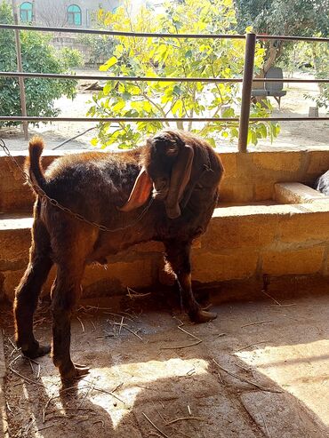 Keçi, çəpiş: 3üdə bir yerdə satılır, 1 erkəy 2 dişi marağlanan yaza bilər — 6