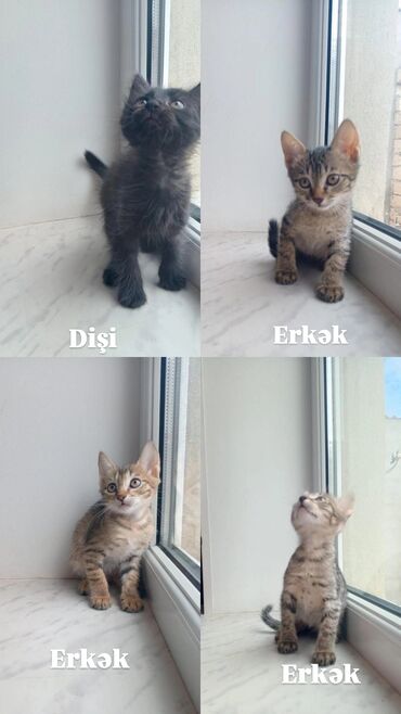 котята на продажу: Tabbi, Erkək, Yaxşı əllərə
