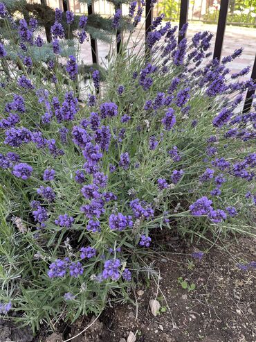 Иссык-Куль 2025: Квартира, Радуга Вест ЦО Радуга West, Тамчы — 9