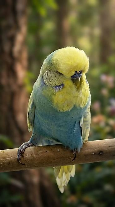 qosqu mala: Tam Ruçnoy Danışan Jumbo Rainbow Erkek tutuquşu 4 aylıq — 1