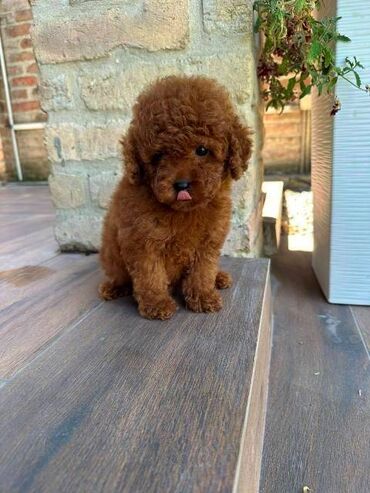 Psi: Crvene i aprikot patuljaste pudle Crvene i aprikot mini/patuljaste — 7