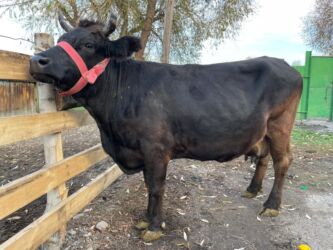 домик для кот: Сатам | Уй (ургаачы) | Алатоолук | Сүт алуу үчүн