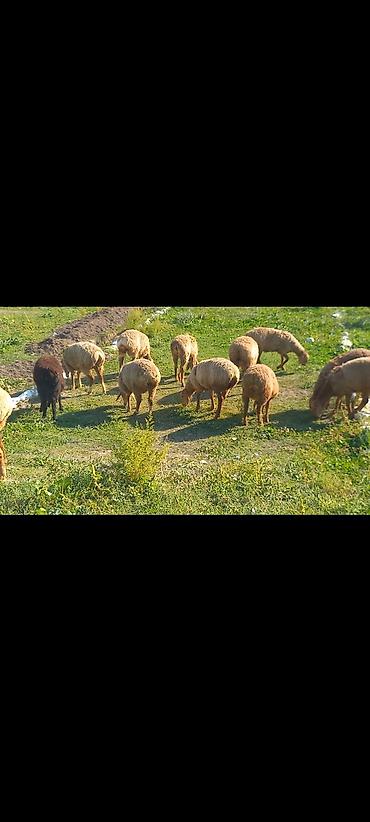 отдам животных в хорошие руки: Продаю | Овца (самка), Баран (самец) | Для разведения — 1