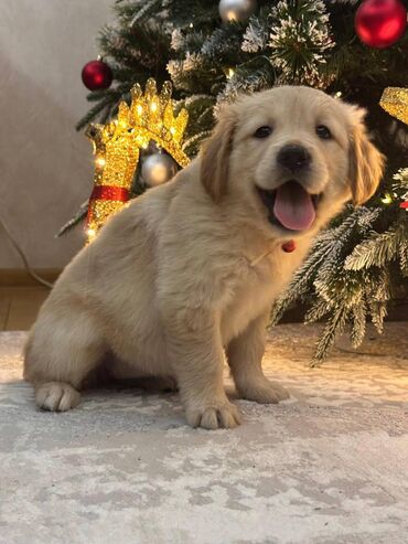 İtlər: Retriever, 2 ay, Dişi, Sənədli, Ödənişli çatdırılma, Ünvandan götürmə — 3