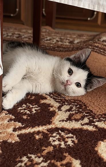 шотландский мышык: Котята, домашние, короткошёрстные, окраса белый с серо‑чёрными пятнами — 1