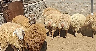 Mal-qara: Quzular 35-37kilo arasidir emlik vaxdinnan saxlayiram kök quzulardir — 3