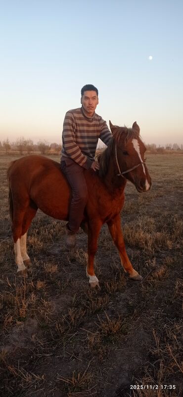 Лошади, кони: Продаю | Кобыла (самка) | Дончак | Для разведения — 7