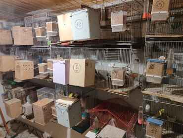 Qəfəslər: Bina evinə köçməyimlə bağlı olaraq papuqay ferması satılır. Cavan — 10