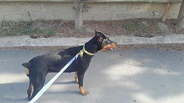 it bazari bakida: Doberman, 1 il, Erkək, Ödənişli çatdırılma — 1