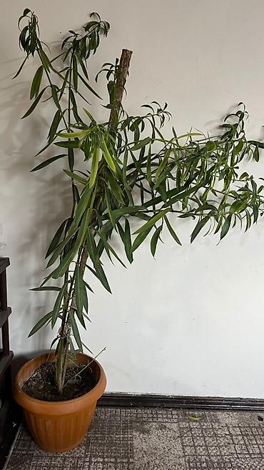 Стулья для кафе, ресторанов: Стул для кафе, ресторанов, Железо, цвет - Коричневый — 9