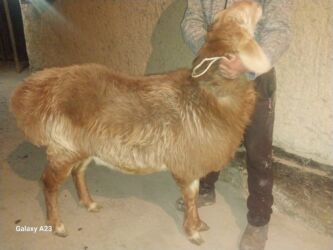 купить кролик декоративный: Продаю | Баран (самец) | Для разведения | Племенные