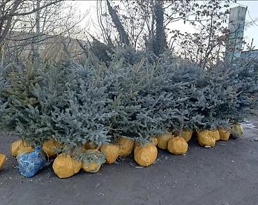 Туя: "Смарагд" туялары жана голубая ель (көк карагайлар) арзан баада — 1