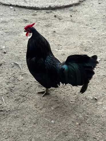 Куры, петухи: Продаю | Куры, Петух — 2