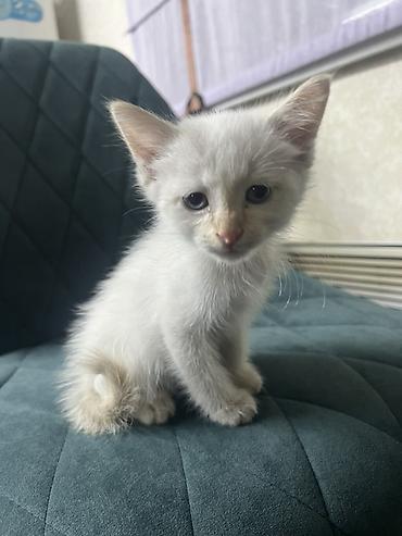 Кошка даром: Беспородная, 1 месяц, Девочка, Приучена к лотку
