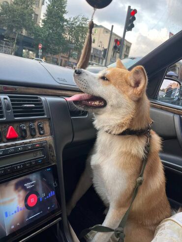 pisik peyvend qiymeti: Akita-inu, 2 il, Dişi, Peyvəndli