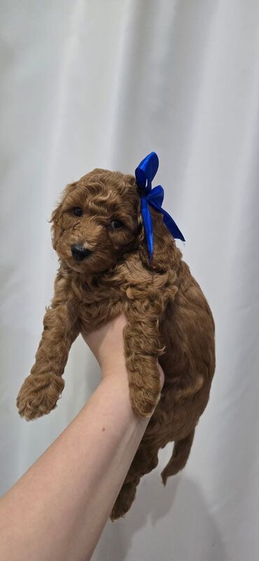 İtlər: Pudel, 1 ay, Dişi — 8