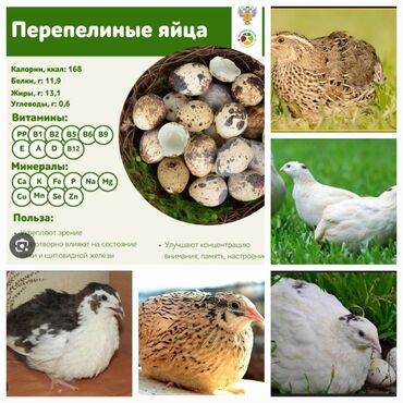 купить кур несушек с птицефабрики: Саламатсыздарбы ушул пародадагы Бодонолор сатылат баасы 200сомдон