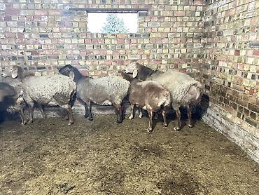 Баран, овца: Продаю | Овца (самка) | Для разведения | Племенные — 1
