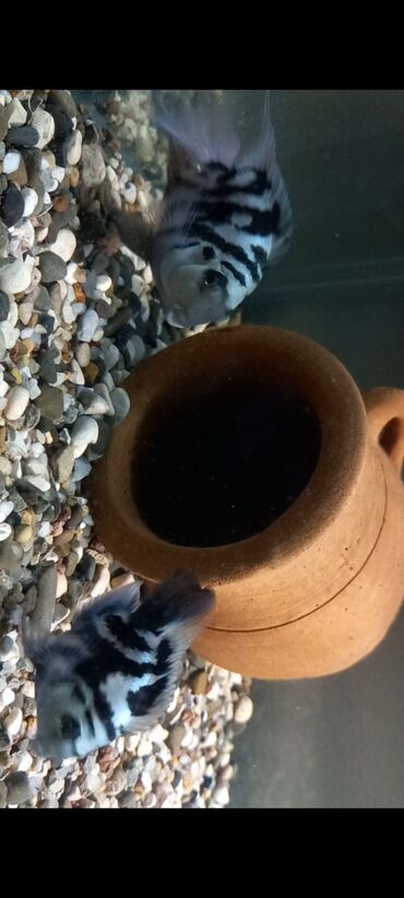 Balıqlar: Sülhsevər, Ünvandan götürmə, Ödənişli çatdırılma -da lalafo.az — 5 Balıqlar: Sülhsevər, Ünvandan götürmə, Ödənişli çatdırılma — 5