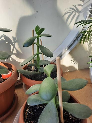 Денежное дерево: Денежное дерево приносит благополучие в дом, где растет, хорошо — 7