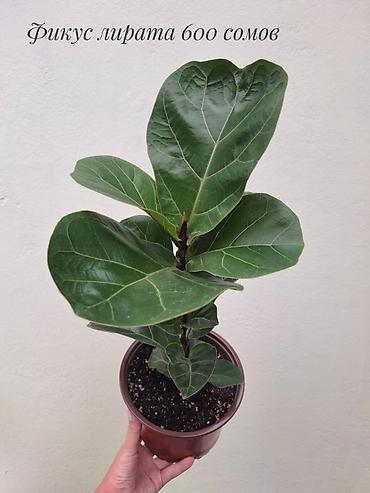 Бөлмө өсүмдүктөрү: 🌿 Фикусы разных сортов в продаже. Названия сортов и цены указаны на — 10