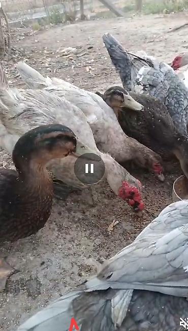 rottweiler balasi satilir: ,lal ördəklər dekarativ,çatdirilma var — 5