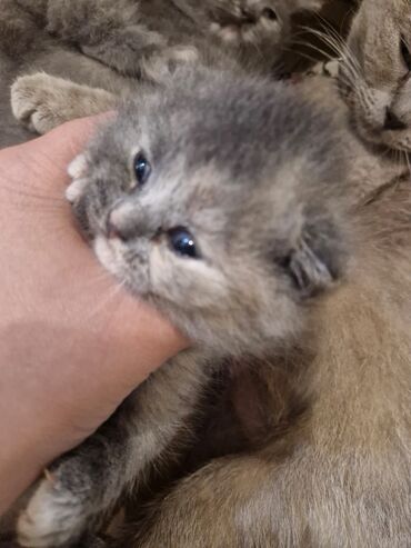 Pişiklər: Britan, Dişi, Yaxşı əllərə, Pulsuz çatdırılma — 7