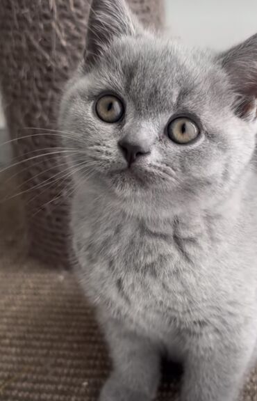 купить британского короткошерстного котенка: Продаю породистого ласкового котенка (мальчик) Обучен кошачьему