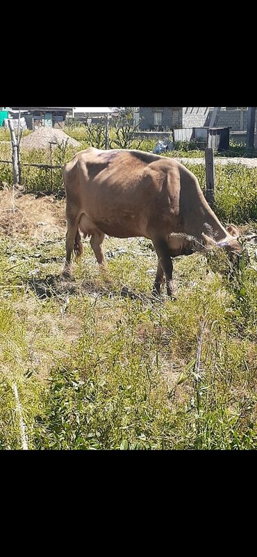 животные карова: Продаю | Корова (самка) | Алатауская | Для молока | После отела