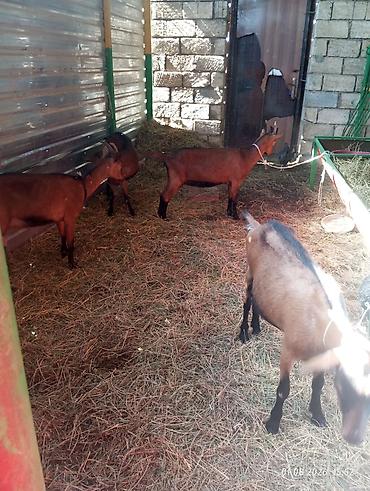 hələp kecisi: Əssəlamu Alekum gördüyünuz alpin keciləri satılır hansı südlü — 4
