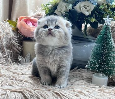 Pişiklər: Britan, Pulsuz çatdırılma — 4