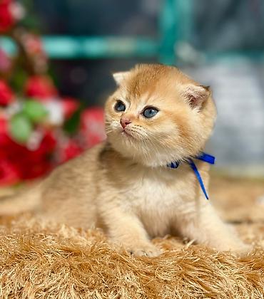 Pişiklər: Şotland — 13