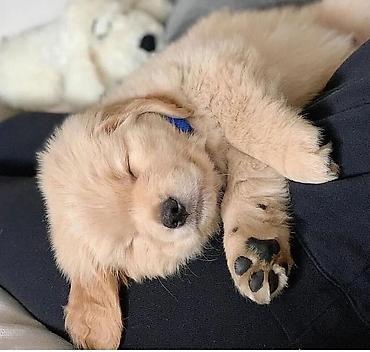 İtlər: Labrador-retriver, 1 ay, Erkek — 27