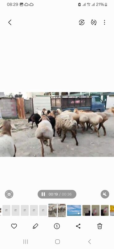 зерно ячмень: Барашки