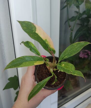 купить семена озимого ячменя: Көчөттөр гүлдүн: Өзү алып кетүү, Акылуу жеткирүү