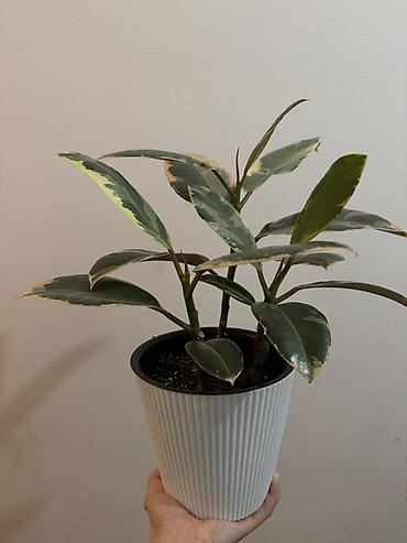 green leaf: Фикус эластика Tineke (вариегатный) - Домашнее декоративнолиственное — 2