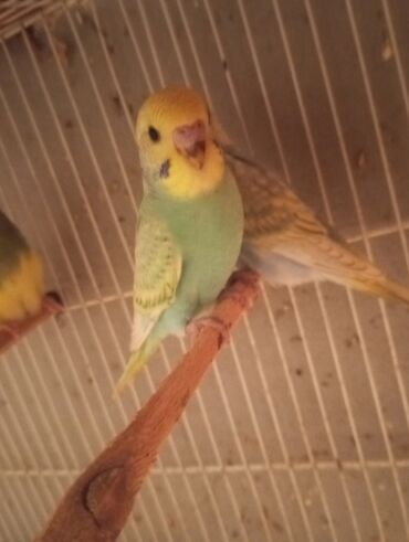 Tutuquşları: Biri 9 manat Rengbereng papuqaylar — 3